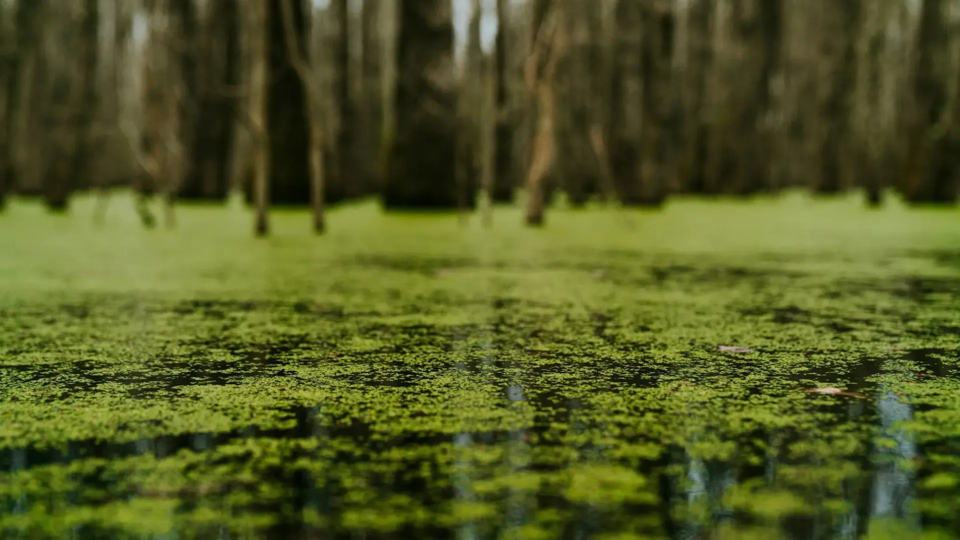 <p>Biological Threats</p>
