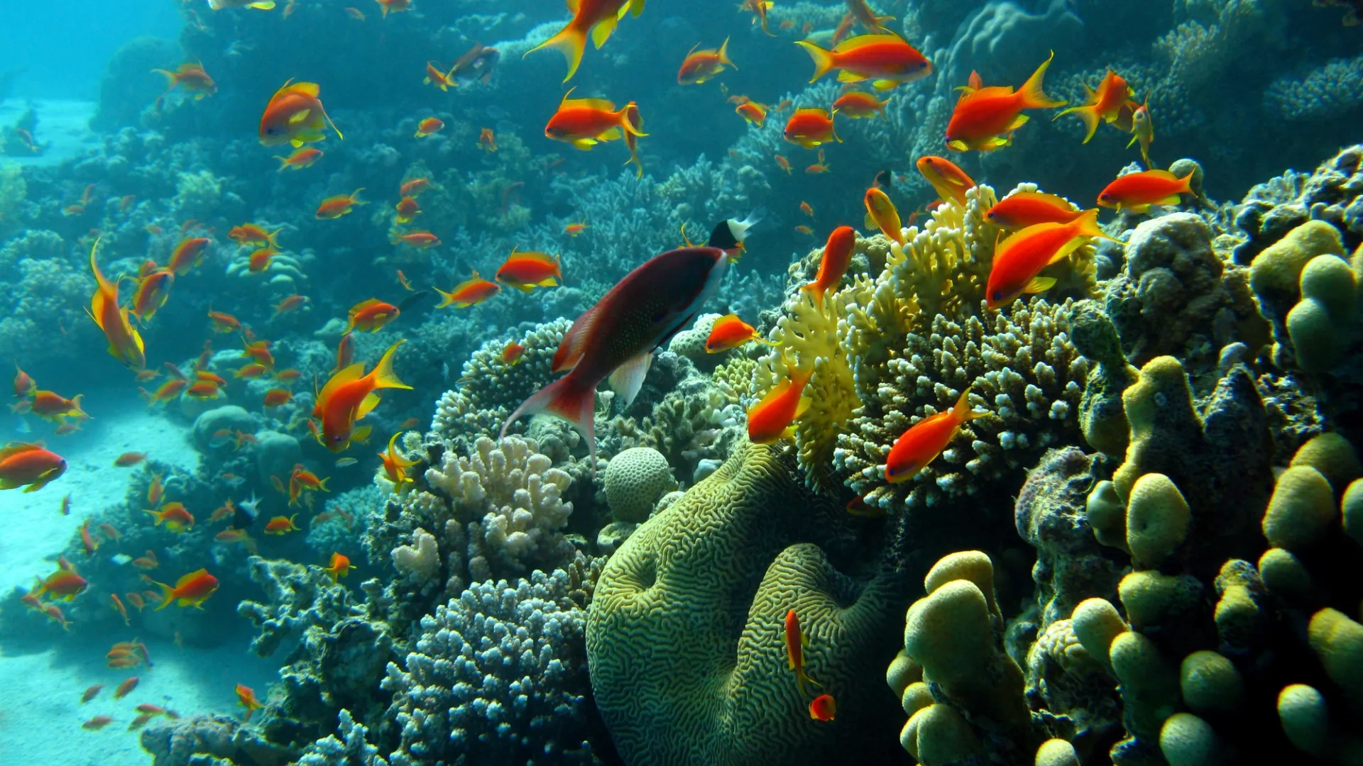 <p>Habitats & Marine Life</p>
