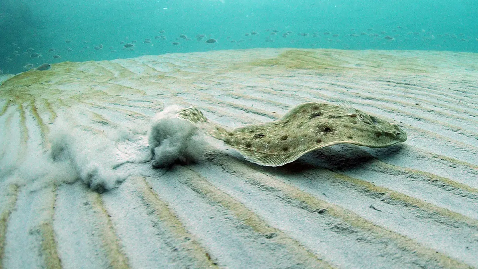 <p>Novel approach measuring permeable sediment nutrient fluxes</p>
