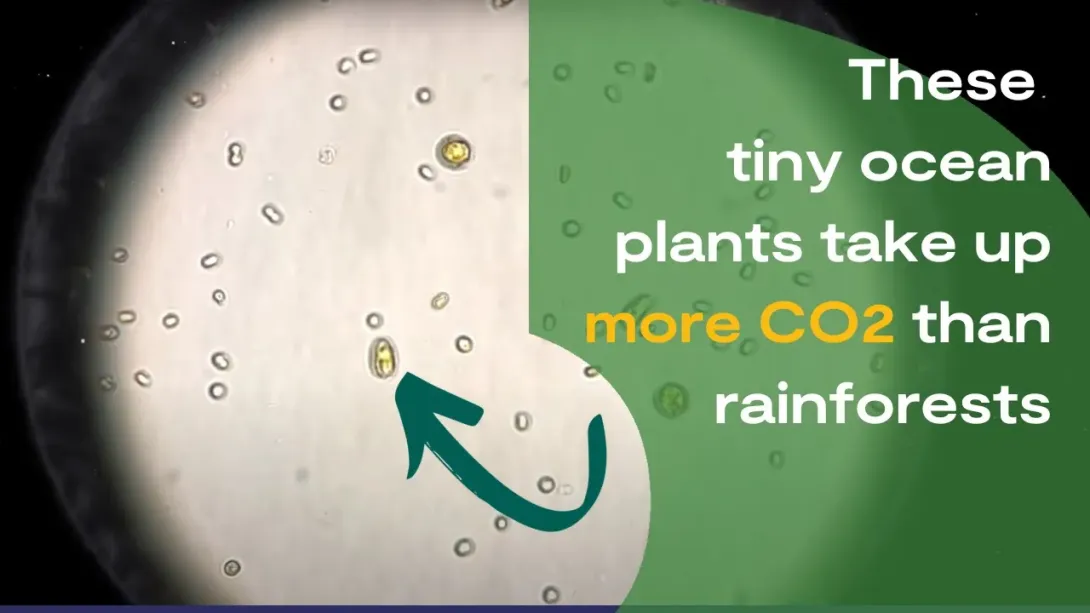 Watch: BIO-Carbon Programme summary