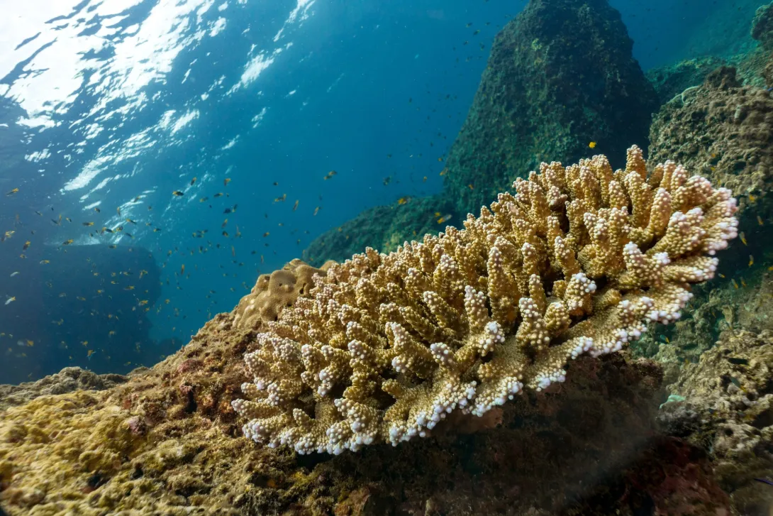 How does NOC figure out what's happening to these ecosystems?