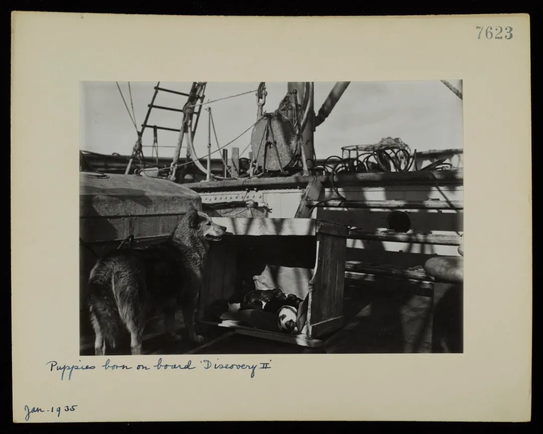Puppies on RRS Discovery (1935)