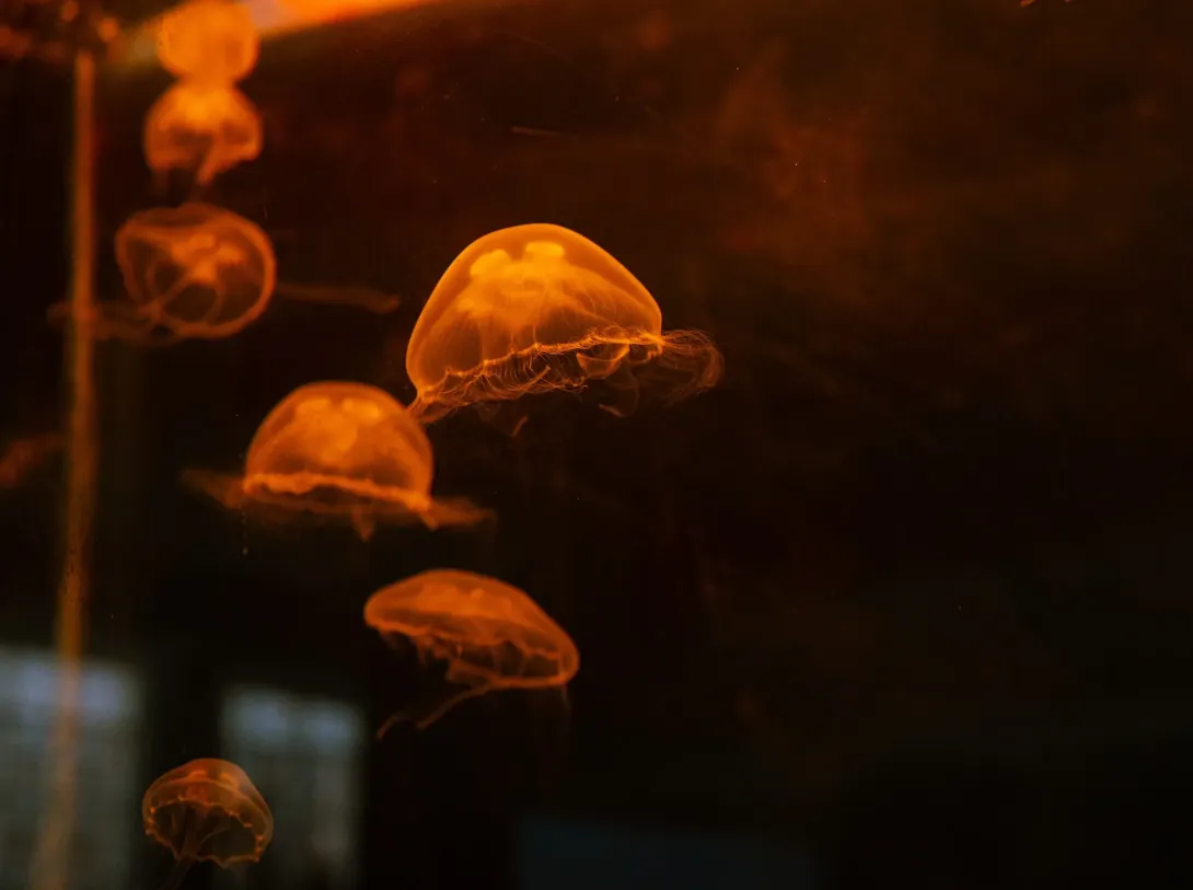 Jellyfish and other large plankton